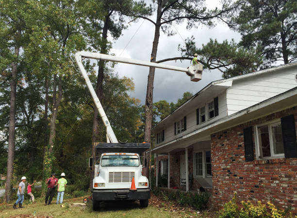 How Our Tree Care Process Works  in  Dunn Loring, VA